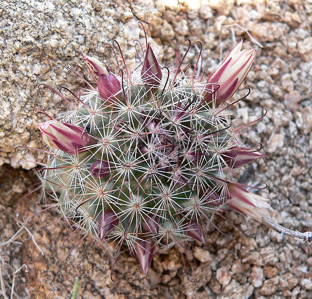 CalPhotos: Mammillaria dioica; Fish Hook Cactus