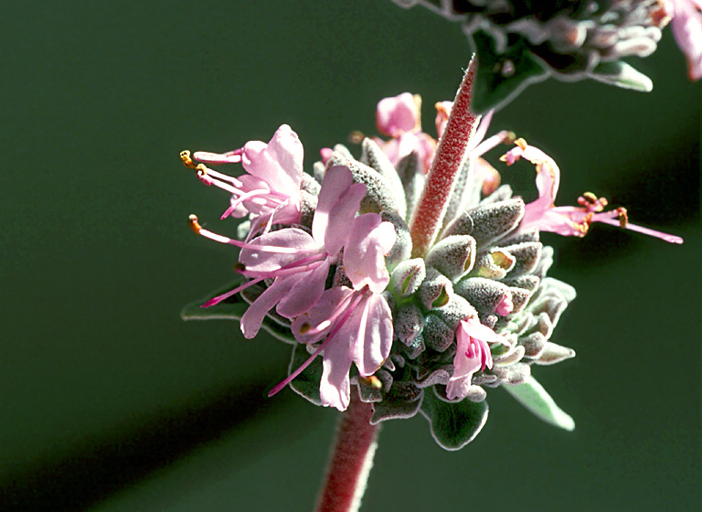 Бельджамен цветок фото