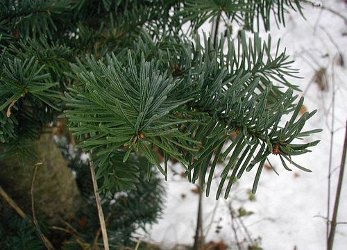 noble fir needles