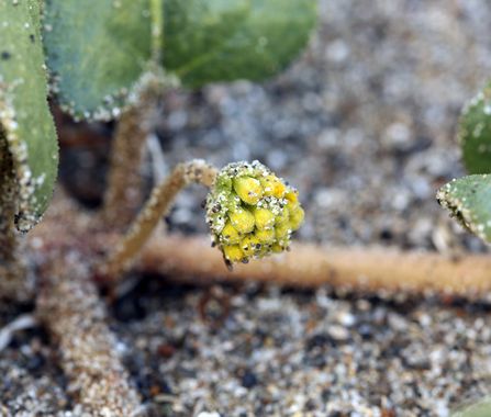 Sand Verbena, Abronia latifolia