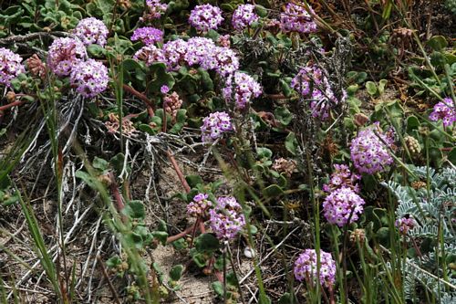 Abronia umbellata - Wikipedia