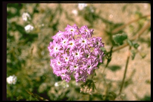 Hairy Sand Verbena, Abronia villosa