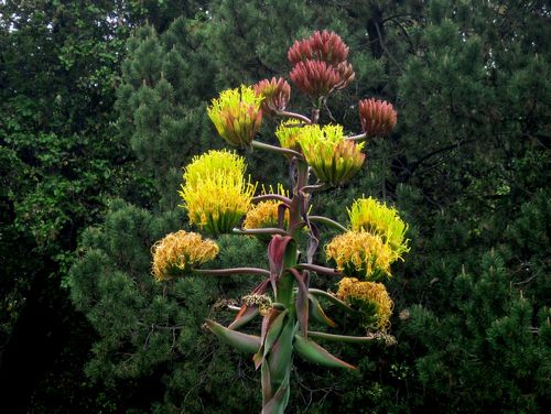 Coastal Agave, Agave shawii