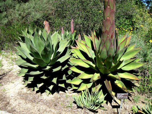 Coastal Agave, Agave shawii