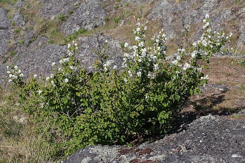 Featured image of post Easiest Way to Make Saskatoon Serviceberry Amelanchier Alnifolia