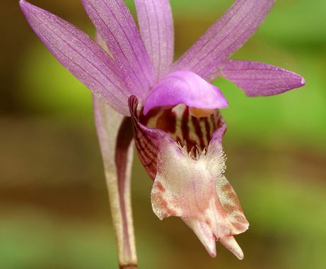 Fairy discount slipper flower