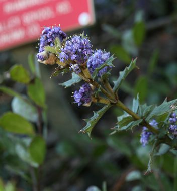 Ceanothus 'Blue Jeans' - Blue Jeans Ceanothus (Plant) – Theodore