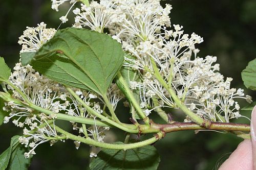 Oregon Tea Tree, Ceanothus sanguineus