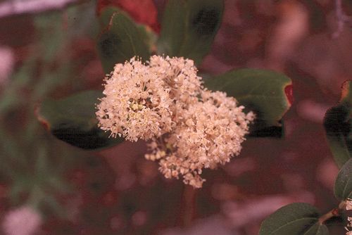 Tobacco Brush, Ceanothus velutinus