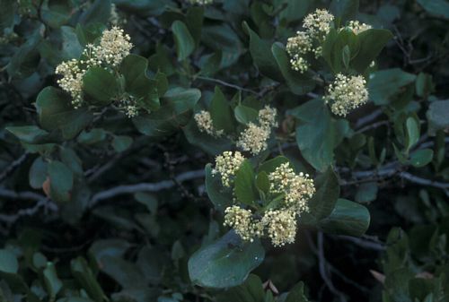 Tobacco Brush, Ceanothus velutinus