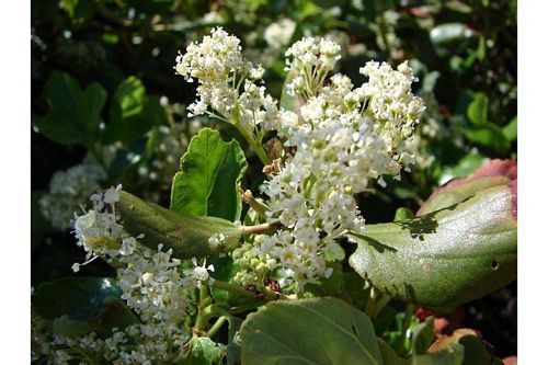 tobacco brush Tobacco Brush, Ceanothus velutinus tobacco brush Tobacco Brush, Ceanothus velutinus