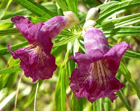 desert Willow leaves and flower