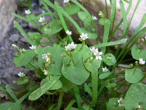 Claytonia deals