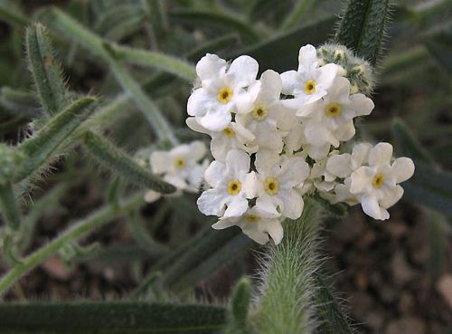 Prickly Popcorn Flower, Cryptantha muricata