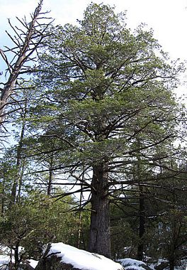 25 seeds Cupressus arizonica Arizona Cypress 