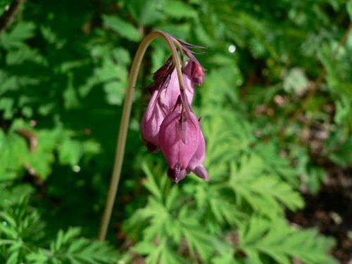 bleeding heart plant leaves