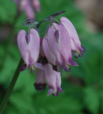 Pacific Bleeding Heart, Dicentra formosa ssp. formosa