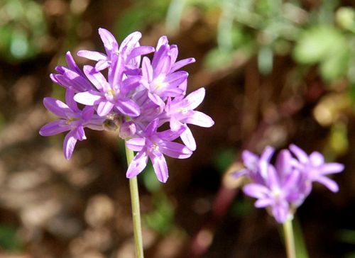 Wild hyacinth online