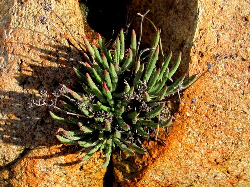 Fingertips Dudleya Edulis