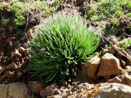Fingertips, Dudleya edulis
