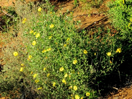 Sunflower bush shop