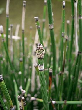 Plant of the Month: Rough Horsetail