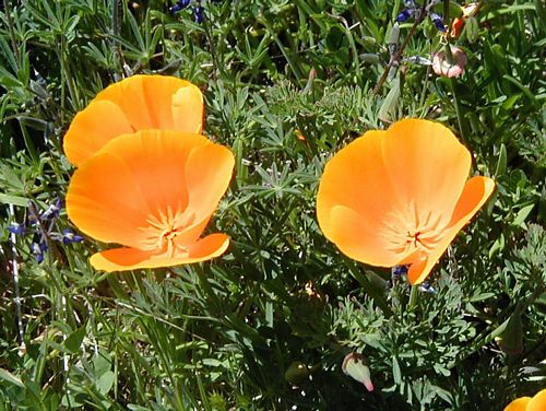 Eschscholzia californica deals