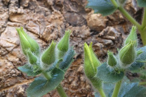 Eucnide urens, Desert Stingbush, Rock Nettle, Velcro Plant