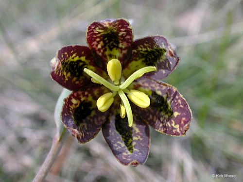 Checker Lily Fritillaria Affinis