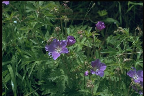 Oregon Geranium Geranium Oreganum