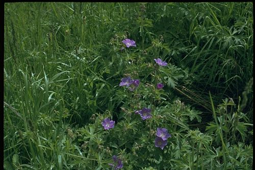 Oregon Geranium Geranium Oreganum