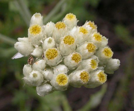 California Cudweed Pseudognaphalium Californicum