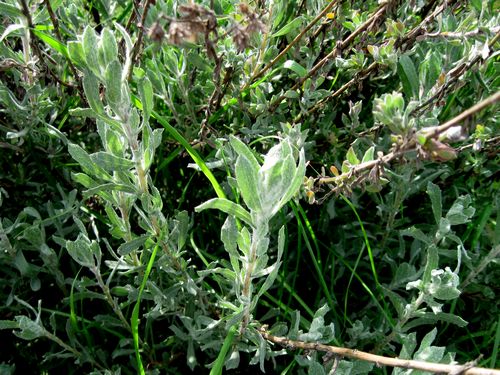 California Cudweed Pseudognaphalium Californicum