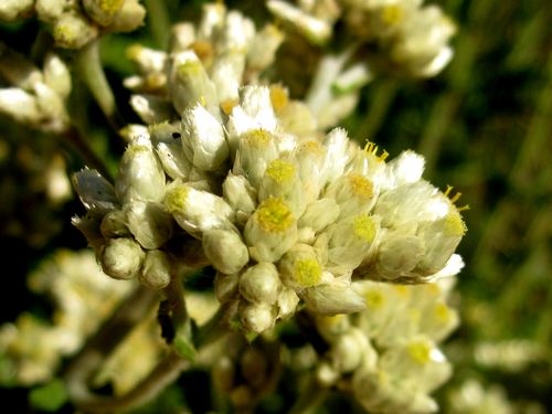 California Cudweed Pseudognaphalium Californicum