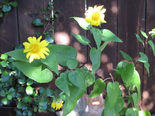 Business sasha Each Pack 20 Seed Japan Sunflower Helianthus Annuus Flower HOT 1