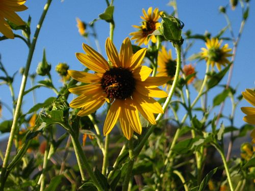 Suncredible® Yellow Sunflower Helianthus Hybrid Proven Winners