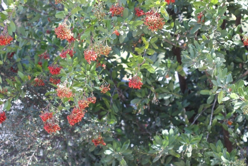 Why you should grow the native plant toyon in your garden - Los