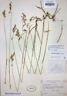 Anthoxanthum nitens (sweetgrass, vanilla sweet grass): Go Botany