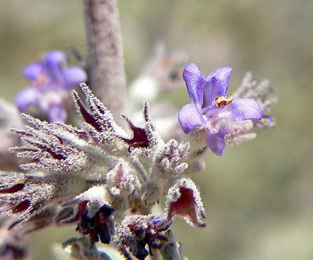 How To Grow Lavender In The Desert