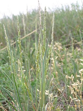 june grass identification