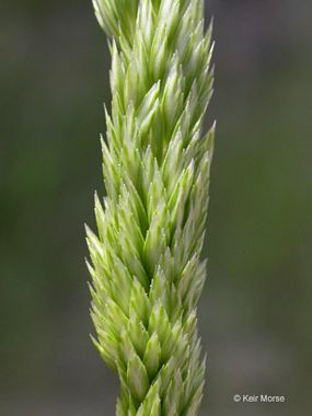 june grass identification