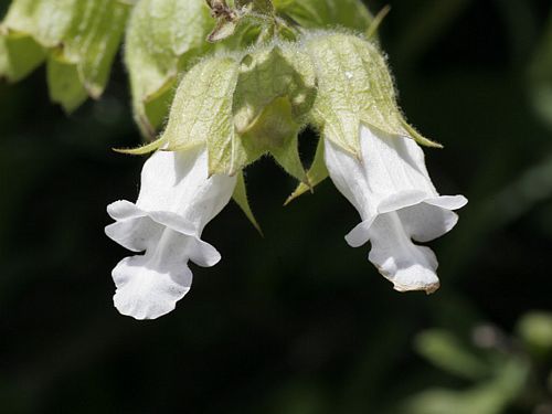 Lepechinia salviae (Lindl.) Epling (Salvia blanca, Lahuenl…