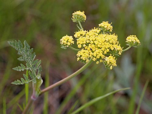 Common Lomatium, Lomatium utriculatum