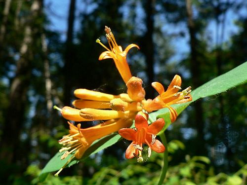 orange honeysuckle tree