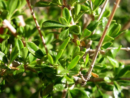 Peach Thorn, Lycium cooperi