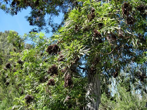 Santa Cruz Island Ironwood Lyonothamnus floribundus ssp