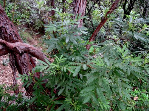 Santa Cruz Island Ironwood Lyonothamnus floribundus ssp