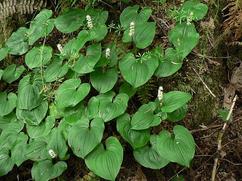 False Lily-of-the-Valley – Sparrowhawk Native Plants