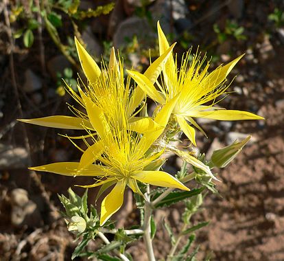 Blazing deals star flower