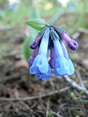 Mertensia - Wikipedia